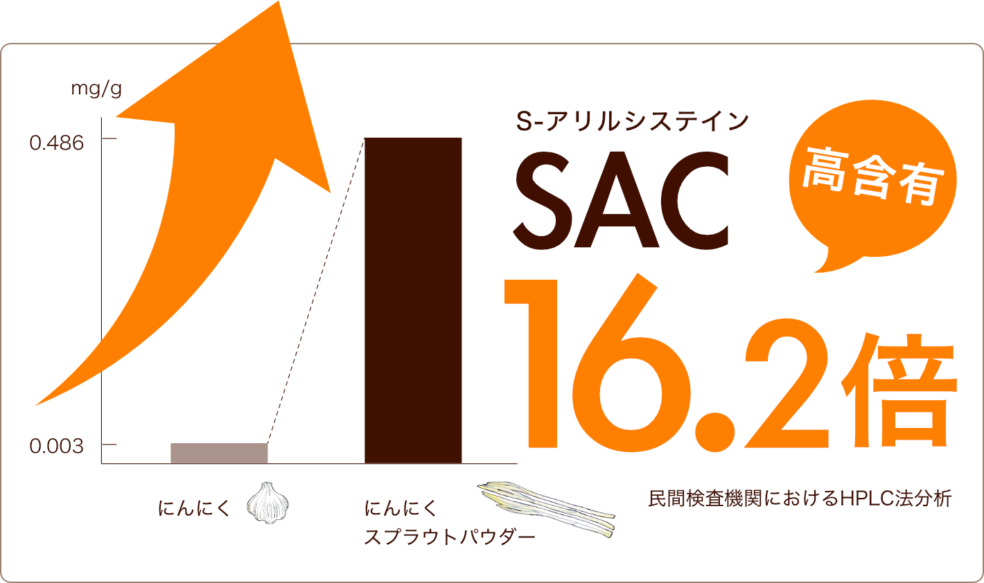 にんにくスプラウトは、にんにくと比べてDATSが16.2倍！